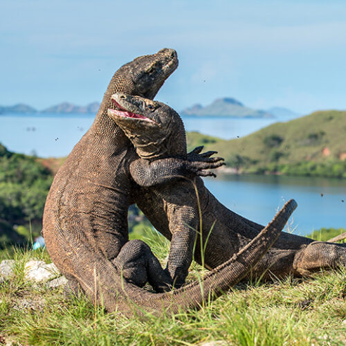 Komodo Explore 2