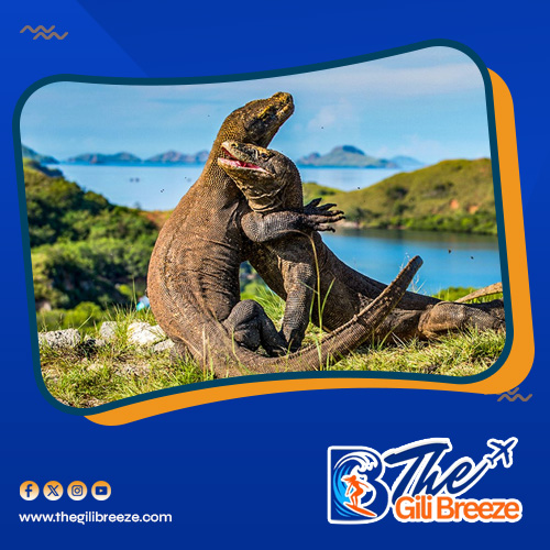 Komodo Explore